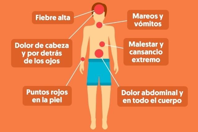 Cómo afecta el dengue al organismo humano. (CIMECO)