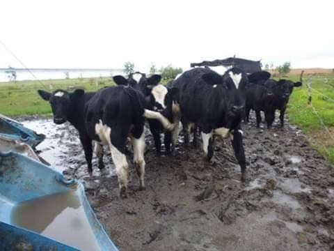 Es dramática la situación en tambos entrerrianos tras las intensas lluvias