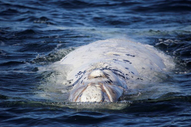 Ballenas en Puerto Pirámides.