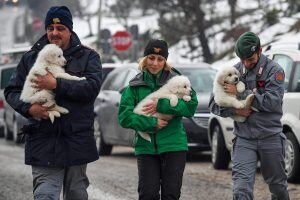 ABR06 ABRUZZO (ITALIA), 23/01/2017.- Miembros del equipo de rescate muestran tres cachorros de perro rescatados de entre las ruinas del hotel Rigopiano, sepultado por un alud en el hotel Rigopiano en Abruzo, el centro de Italia hoy 23 de enero de 2017. Se