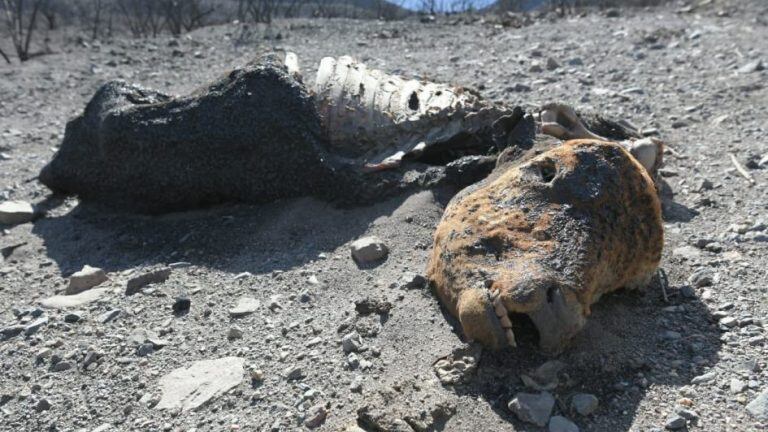 Animales muertos en Las Vegas. Orlando Pelichotti / Los Andes.