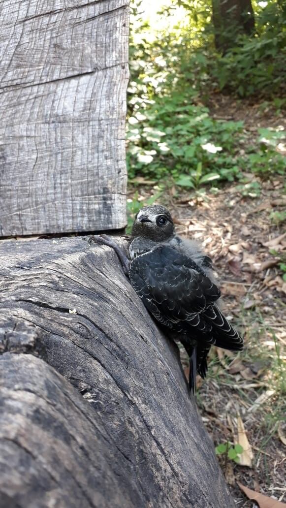 Así se encuentra hoy el pequeño y adorable vencejo.