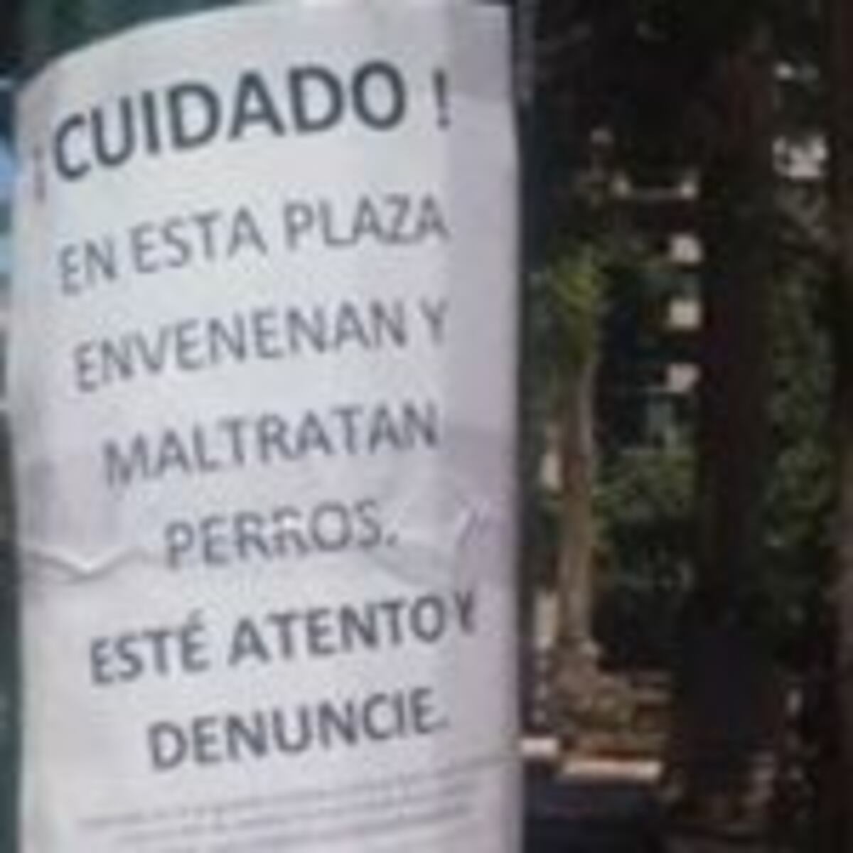 Advierten sobre envenenamiento de perros en plaza Colón