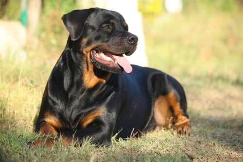 Los rottweiler, dentro de las razas pelogrosas