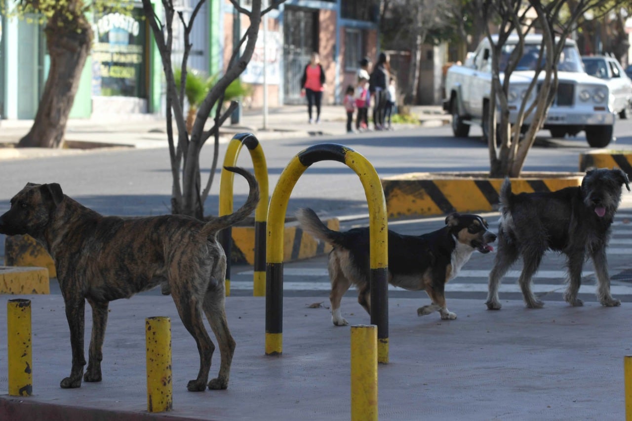 Perritos de la calle.