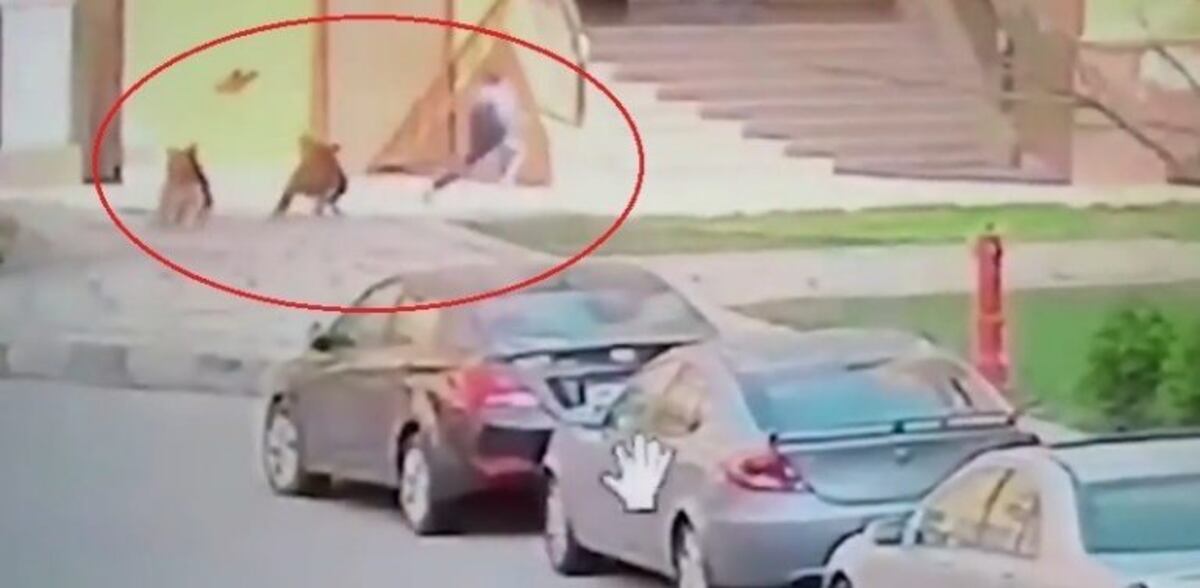 Video: puso su cuerpo para defender a un niño del ataque de dos perros