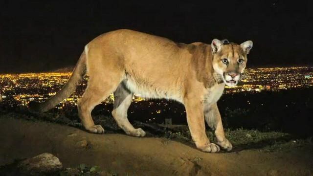 El ocelote es algo más chico que el puma y más grande que un tirica. (CIMECO)