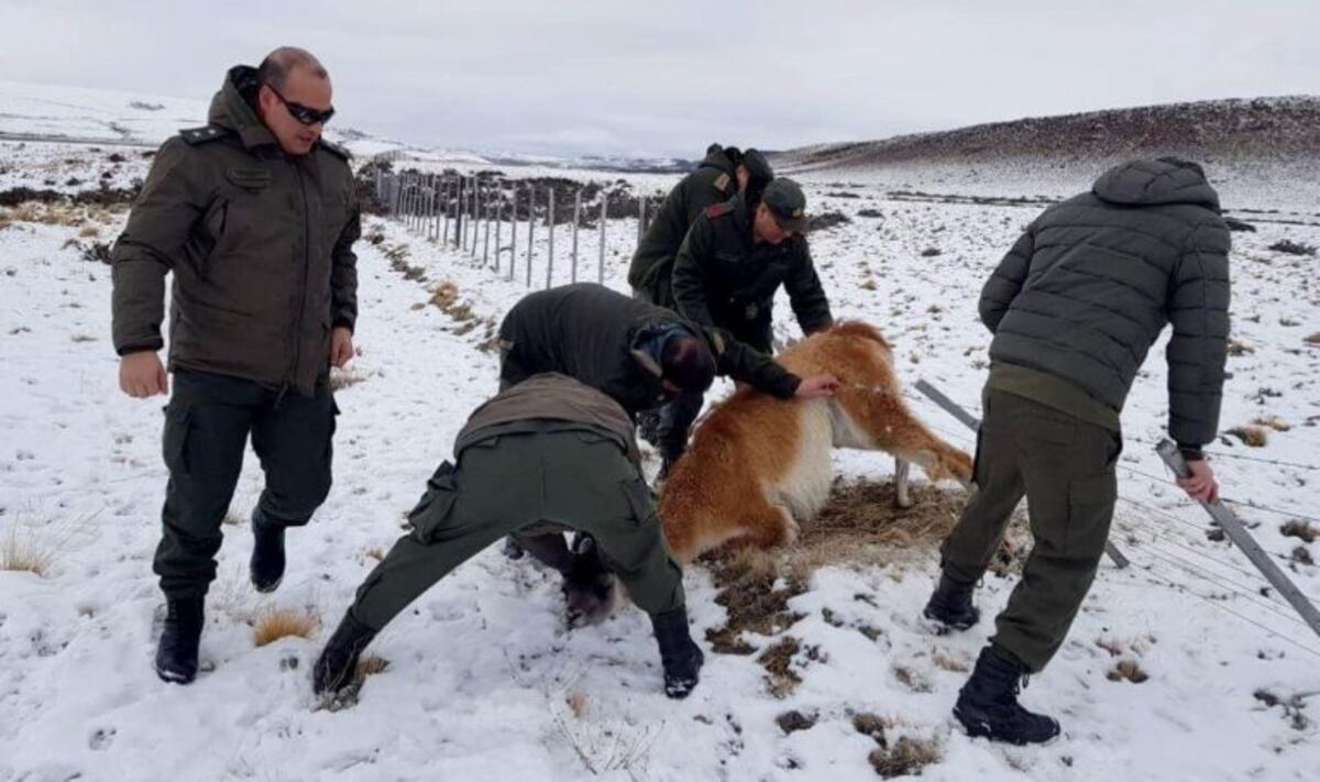 Una patrulla de Gendarmería rescató un guanaco que había quedado atrapado en un alambrado