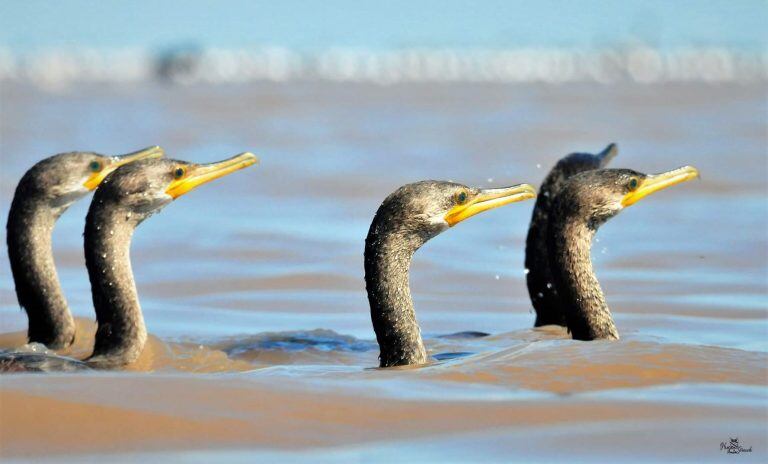 Aves en el Mar de Ansenuza