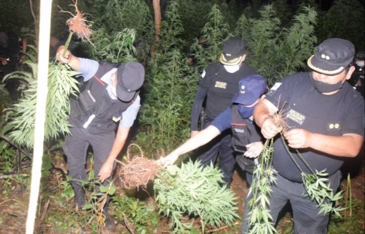 Cultivaban marihuana en su casa y un vecino los denunció