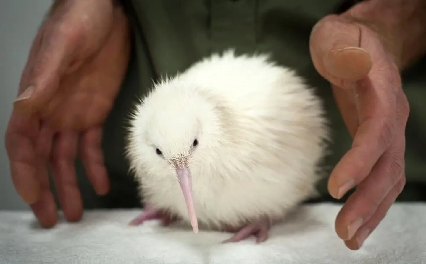 Una de las especies de aves a cuidar: el kiwi.