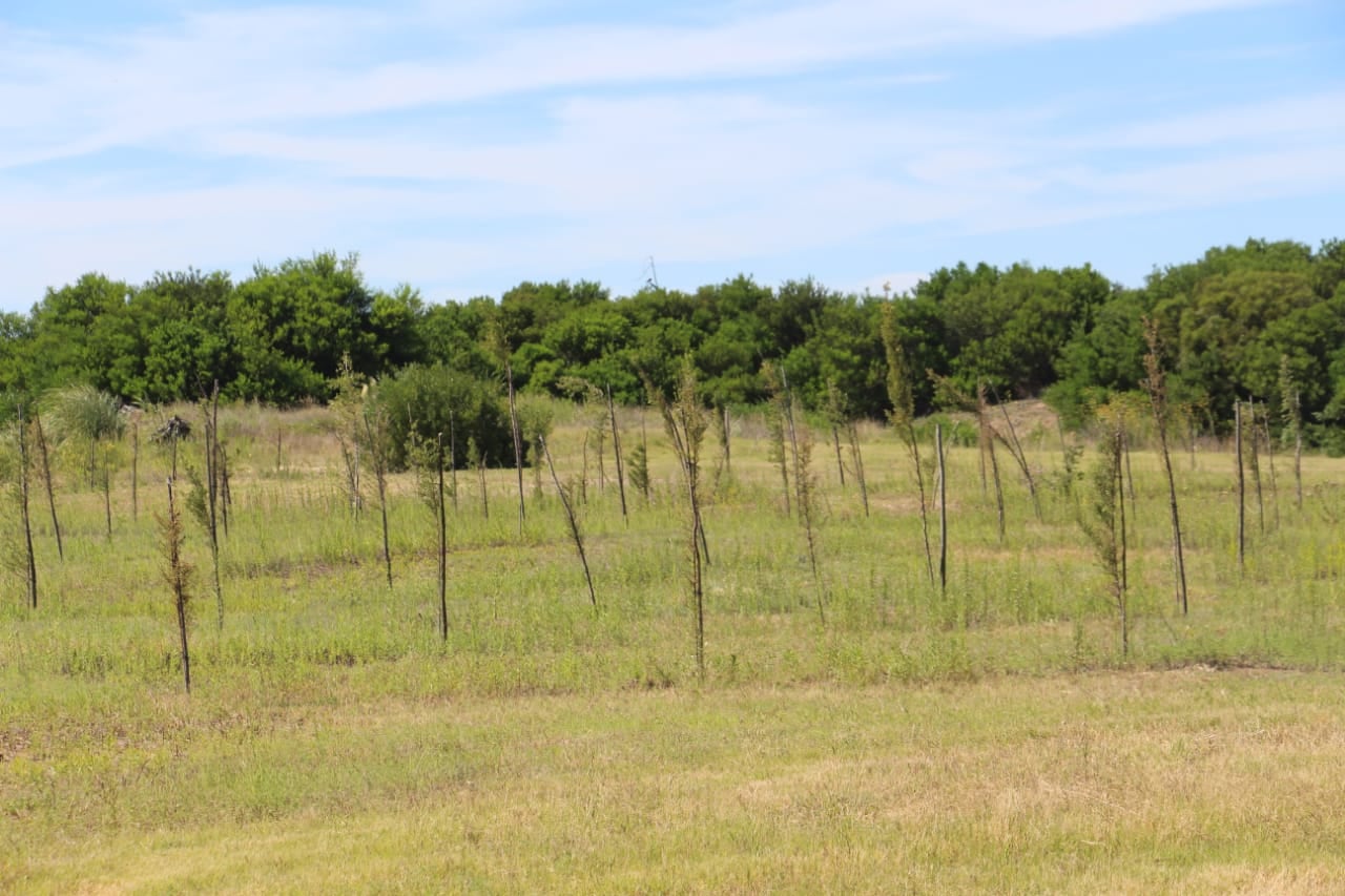 Reforestación en Claromecó