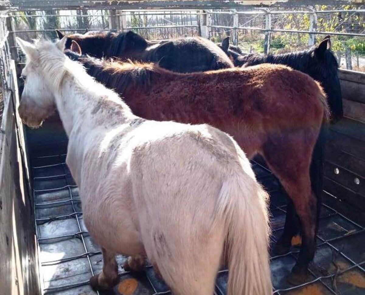 Multas de hasta $500.000 para negocios que vendan carne de caballo