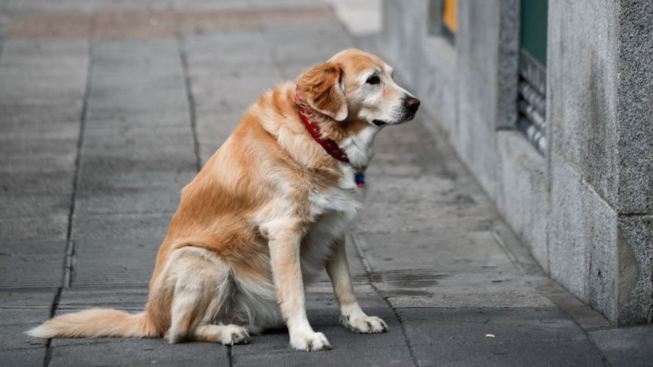 La tierna imagen que dejó las Elecciones en San Juan: mientras una mujer votaba, su mascota la esperó en la puerta (imagen ilustrativa)