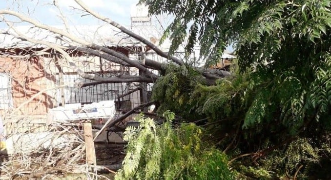 Tormenta en San Rafael: caída de árboles, voladuras de techos, granizo y lluvia,