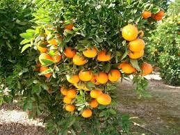 Piden menos retenciones para el Citrus en Corrientes.