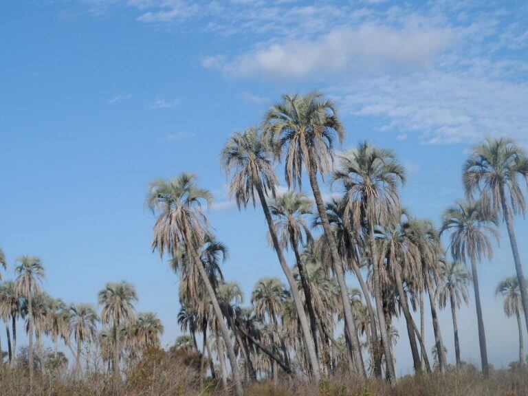 Palmeras Yatay en el Parque Nacional El Palmar