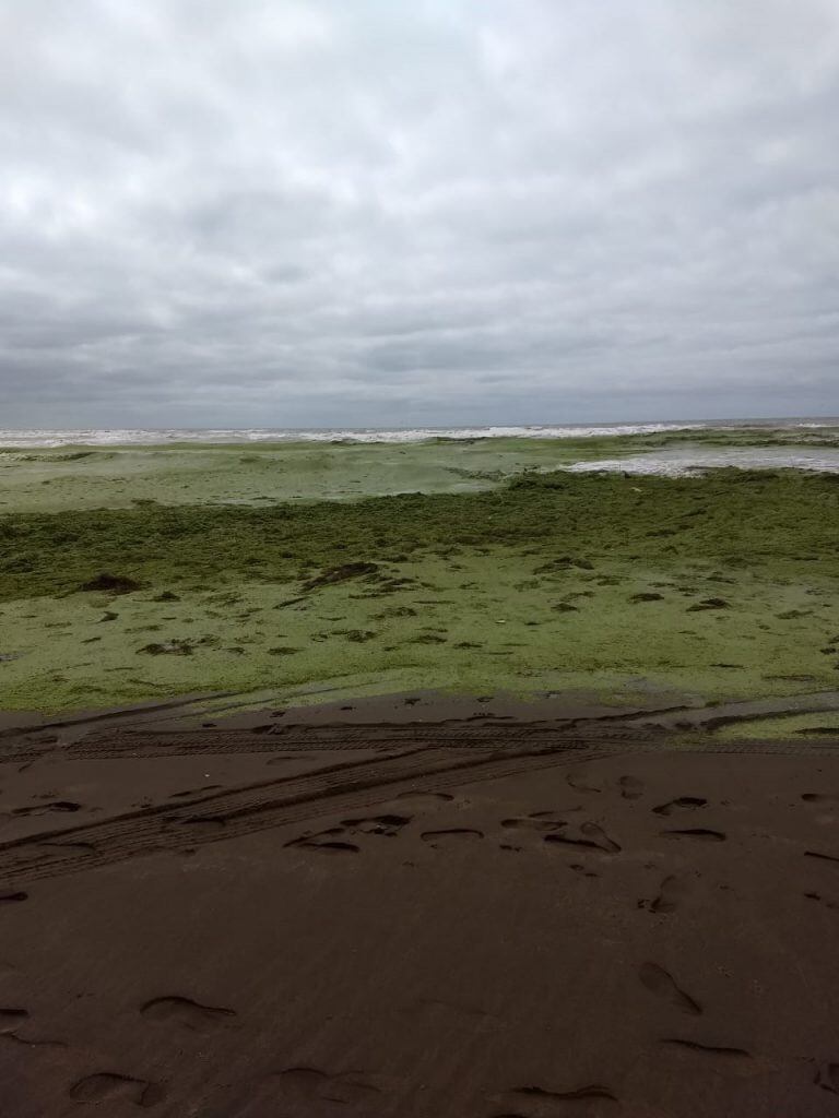 Algas en la costa de Claromecó