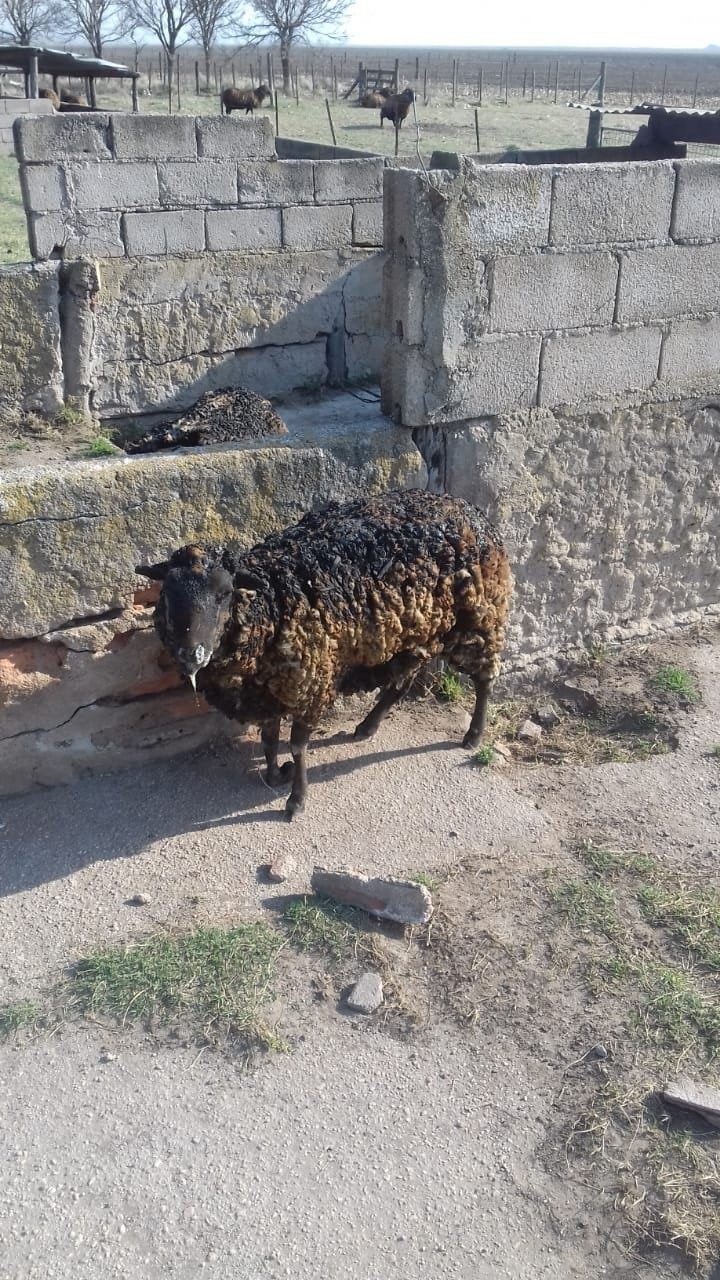 Los incendios en San Ambrosio provocaron que se quemaran las ovejas en un campo. (LV16 Radio Río Cuarto)