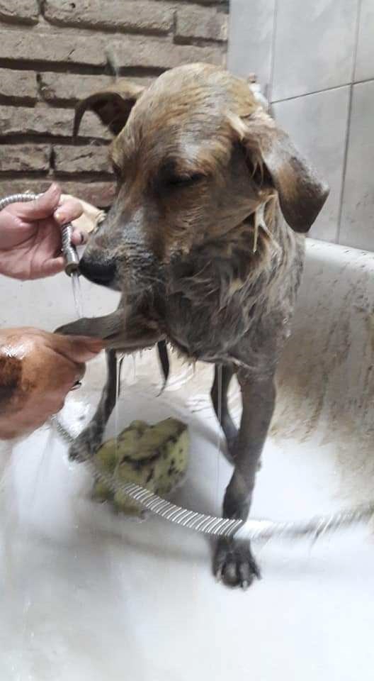 El perro quedó cubierto con brea tras caer en una cava.