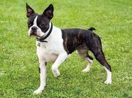 Boston terrier.