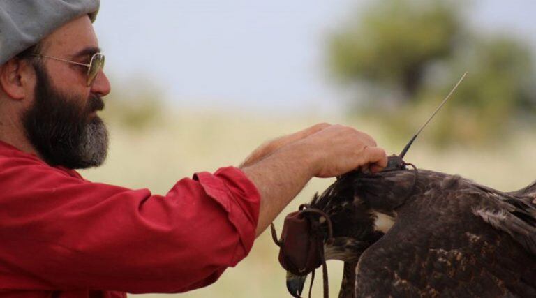 Sarasola coloca un radiotransmisor en una cría que aún no puede volar. Actualmente existen 14 ejemplares monitoreados de esta forma (WFN)