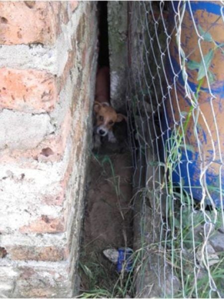 El can quedó atrapado entre las medianeras de la casa. Foto: Norte.