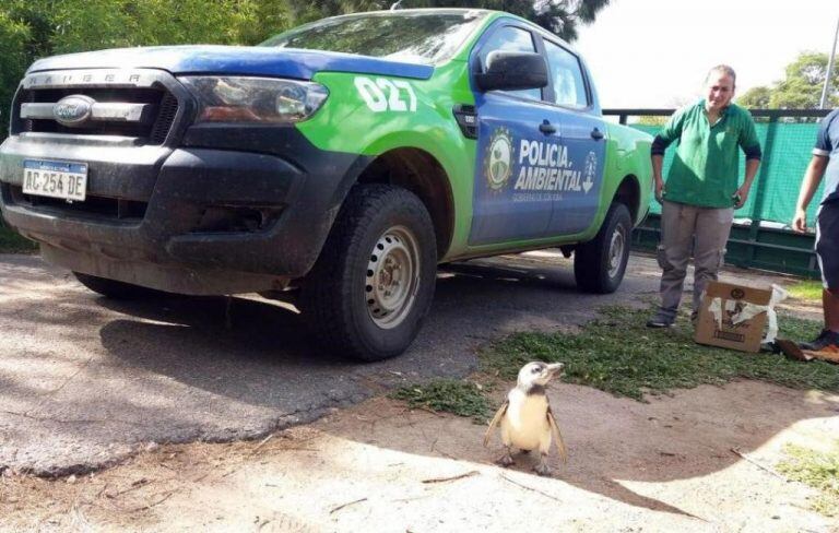 El pingüino de Magallanes  estaba en una casa de Santa Rosa de Calamuchita.