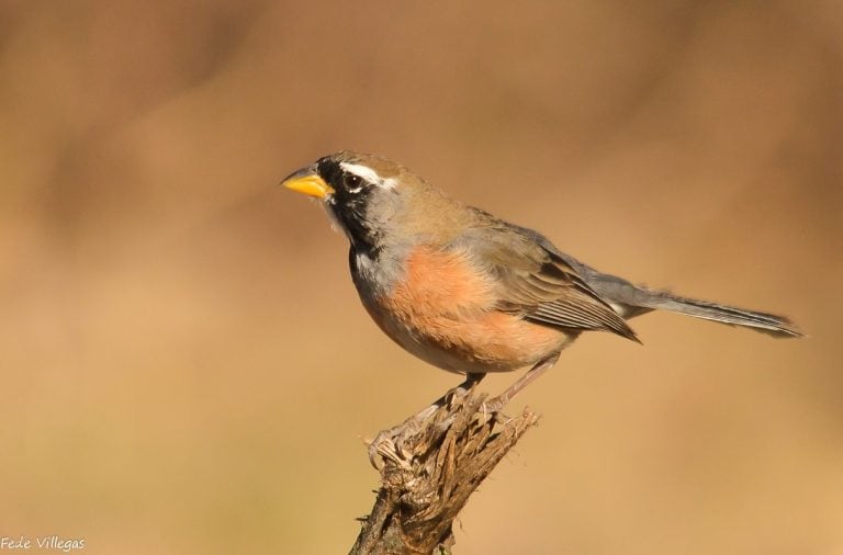 Las 15 aves más traficadas en Córdoba durante 2017.