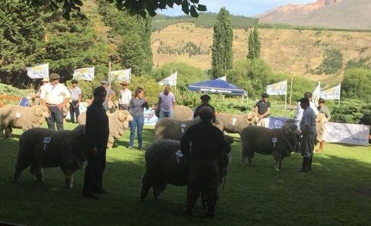 La nueva Expo  Ovina en Esquel comienza hoy jueves y terminará el domingo, en la Sociedad Rural Esquel.