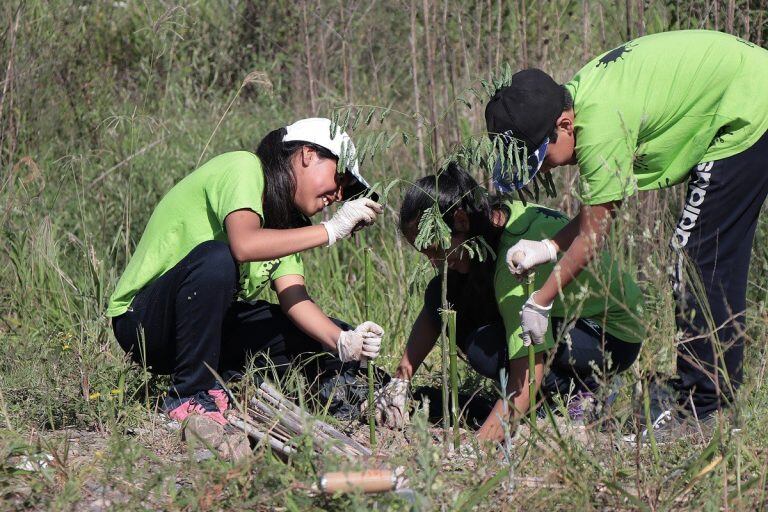 Numerosas especies nativas fueron implantadas en la zona de vinculación que conecta la localidad de Río Blanco con la Ruta 66.