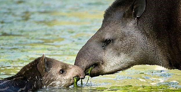 Tapir con su cría. (BBC)