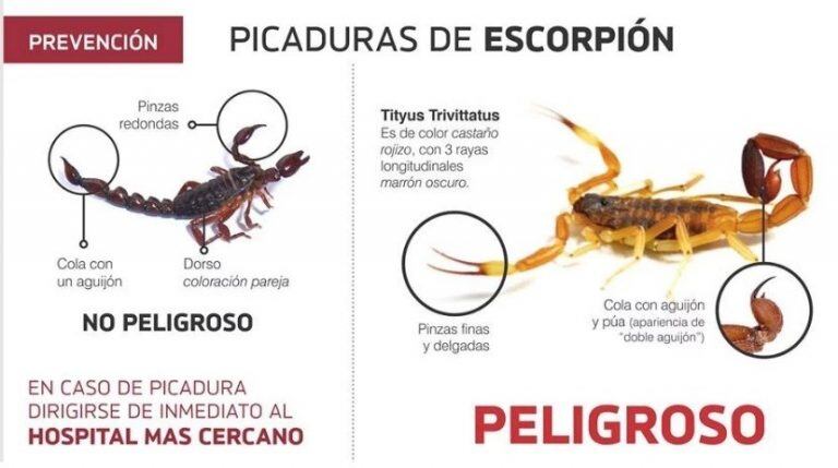 Precauciones ante eventuales picaduras de alacranes. (Fuente: Época)