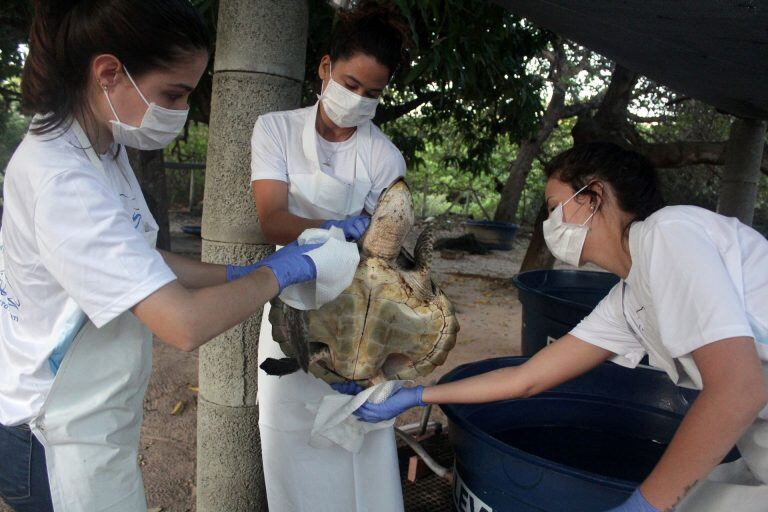 Grandes manchas de aceite que manchan más de 130 playas en el noreste de Brasil comenzaron a aparecer a principios de septiembre y ahora han aparecido a lo largo de un tramo de 2.000 km de costa atlántica. Crédito: Mika HOLANDA / Acervo Aquasis / AFP.