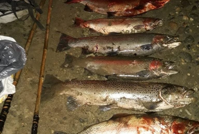 Pescadores furtivos fueron detectados en el paraje Pichileufu. Foto: Gentileza.