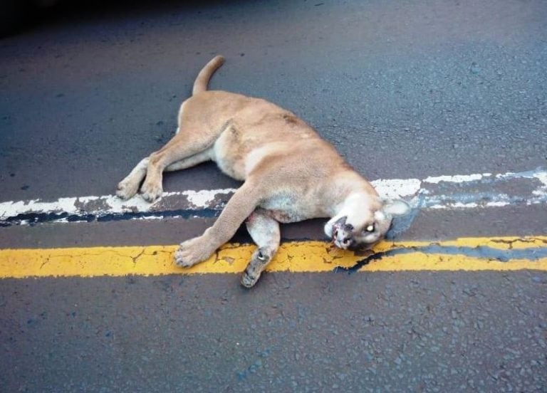 Atropellaron a un puma en Parque Iguazú. (Foto: Misiones Online)