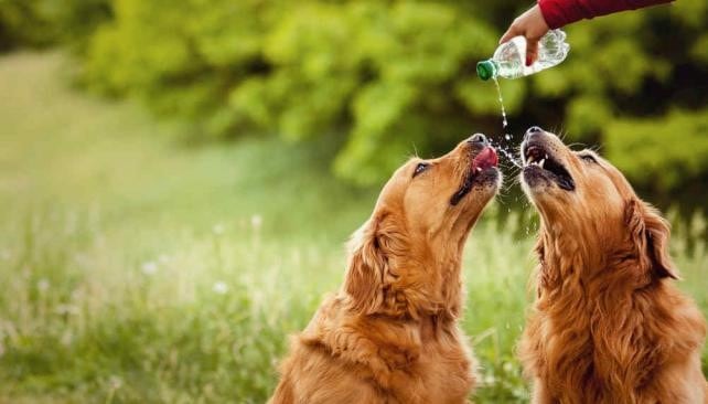 ¿Cómo saber si una mascota está sufriendo un golpe de calor?