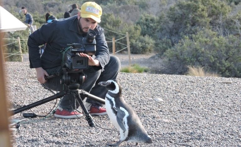 Pingüinos y ballenas en Chubut.