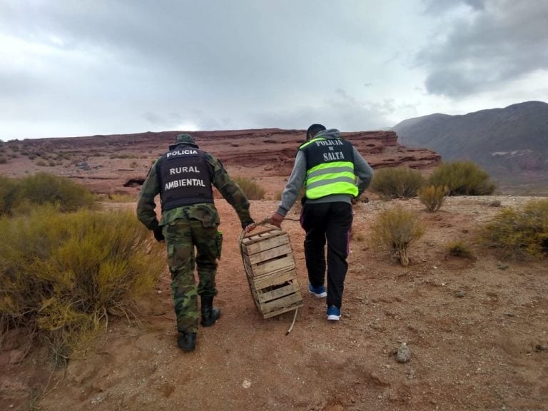 Rescataron un pumita que estaba encadenado a un árbol