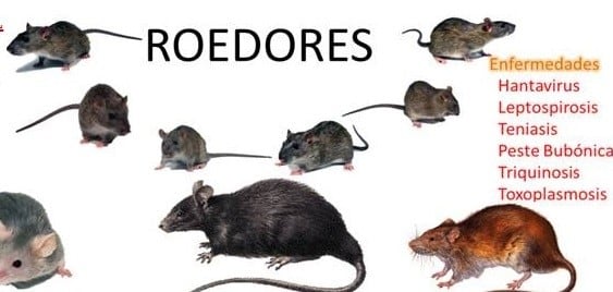 Tipo de roedores.