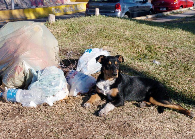 Cada vez son más los perros abandonados (Foto: Télam).