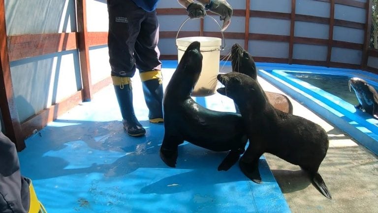 Volvió al mar el lobo marino rescatado en Quilmes (Foto: Mundo Marino)