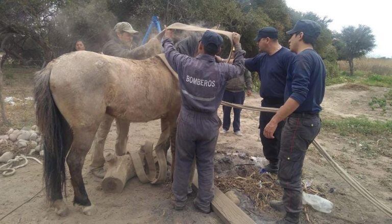 El caballo luego del rescate