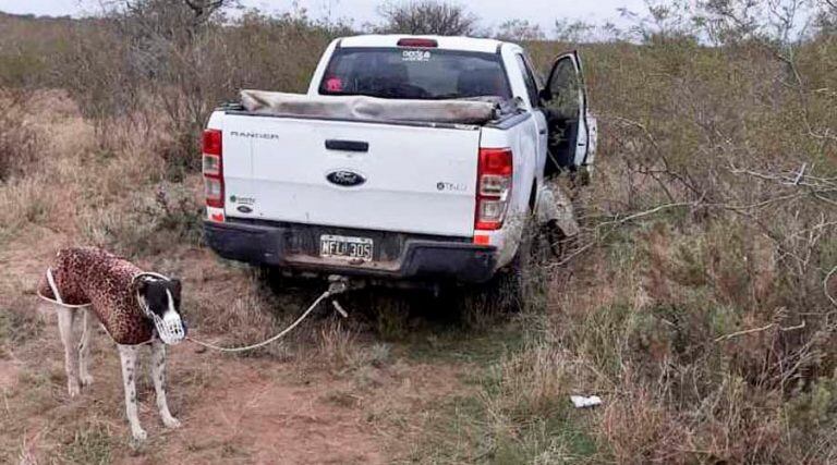 En el lugar había 19 galgos (Diario Textual)