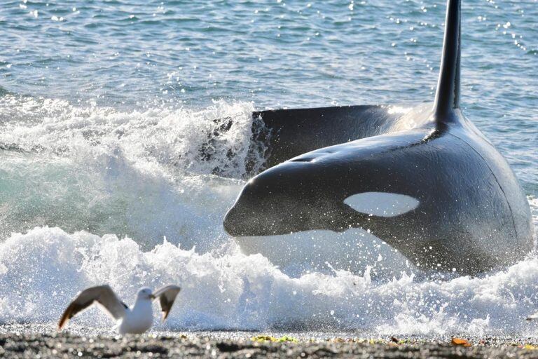 Las orcas ofrecen un espectáculo único.