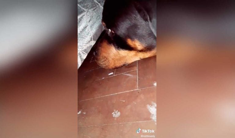 Gracioso pedido de ayuda de un perro para recuperar su juguete perdido (Web)