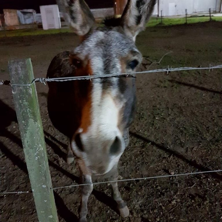 Juanchi fue encontrado en Rosario.