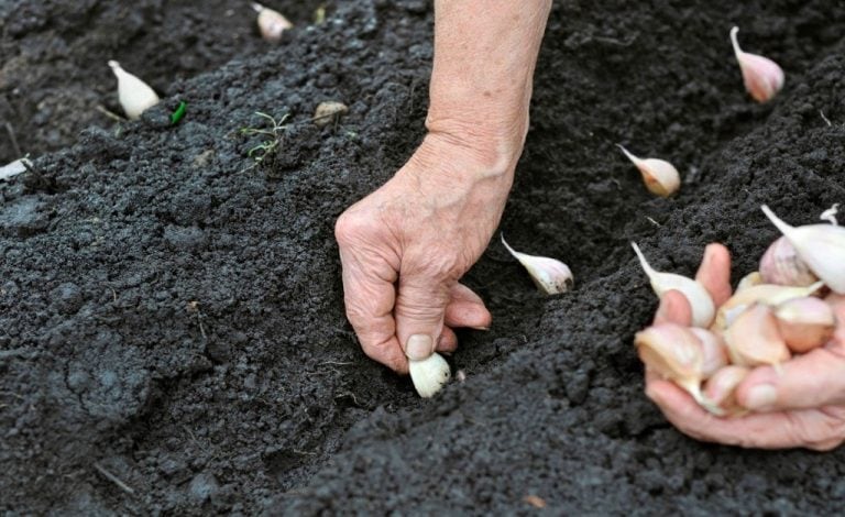 Ajo, una verdura denominada "de bulbo". (Foto:Web)