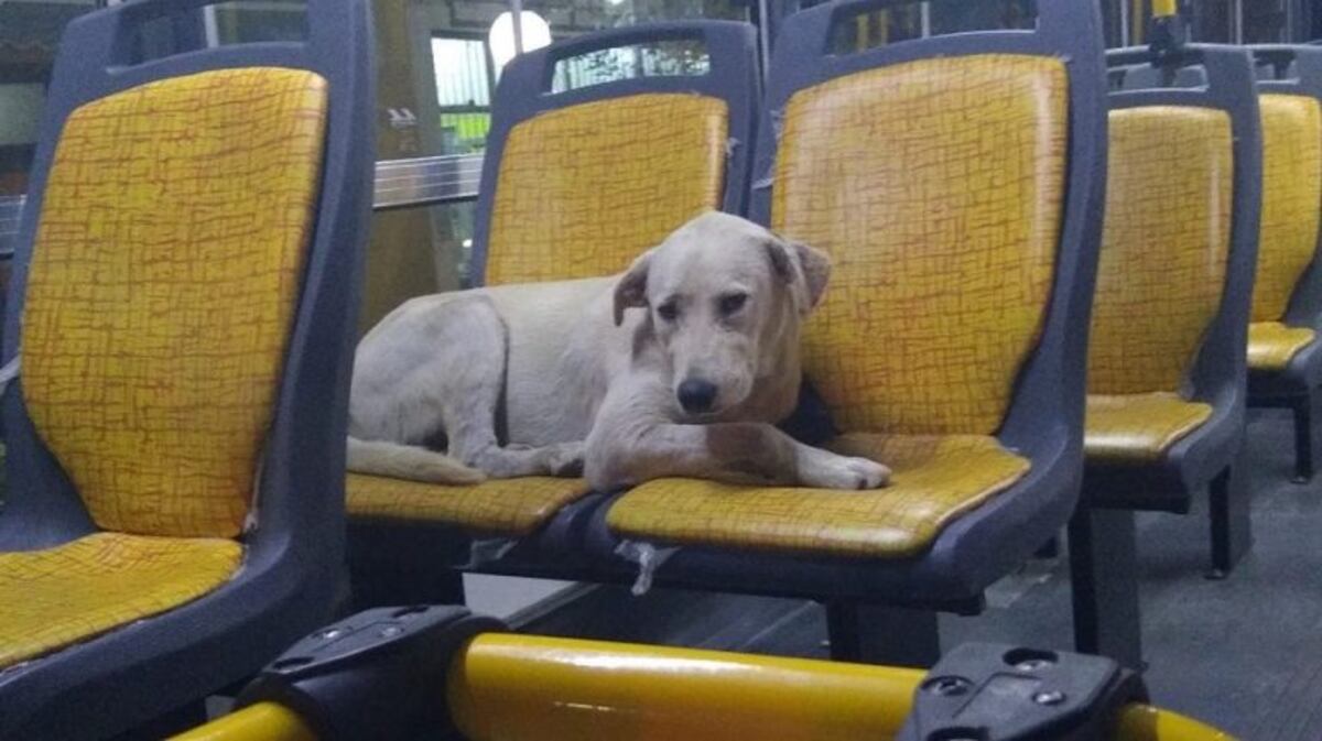 Apolo: el perro que viaja en colectivo y que su familia no encuentra