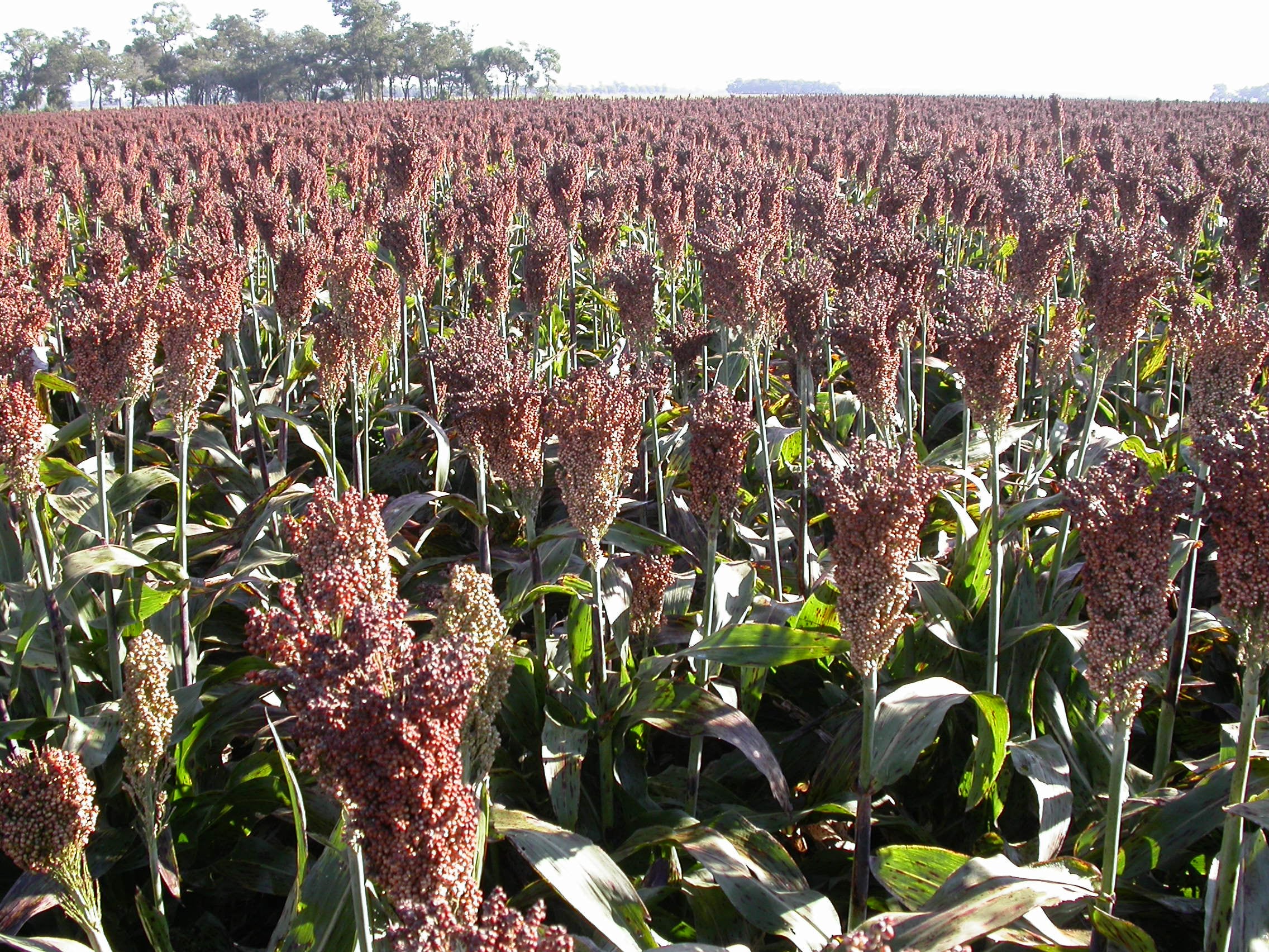 El sorgo gana protagonismo en las dietas ganaderas 